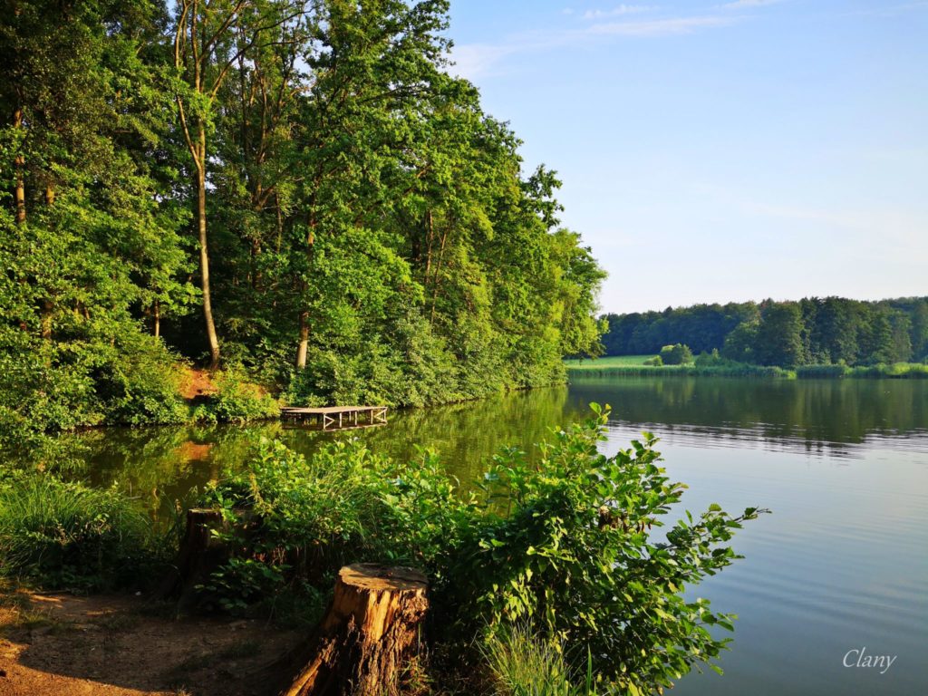 Neue Verordnung zum Naturschutzgebiet „Rhumeaue, Ellerniederung