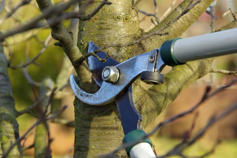 Professioneller Obstbaumschnitt
